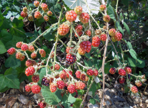 blackberries